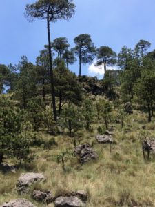 parque-nacional-cumbres-del-ajusco-tripadvisor.com.mx-02