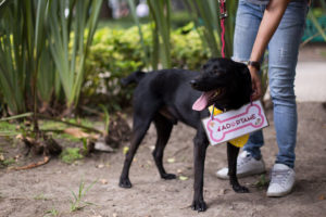 adoptar-es-rescatar-un-perro