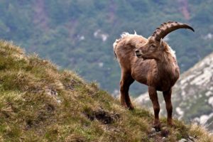 1-cabra-de-los-pirineos-10-especies-extintas-en-este-siglo