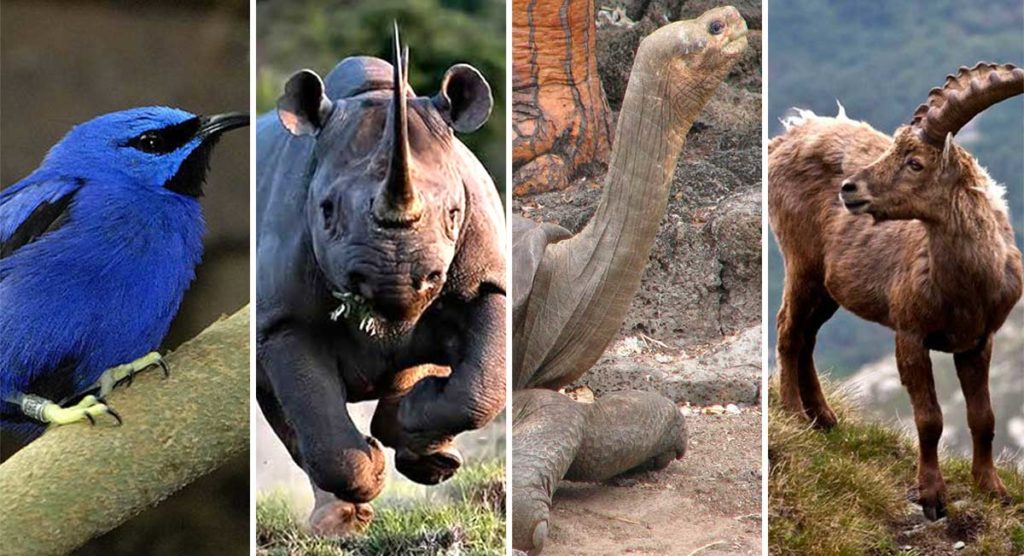 10-especies-extintas-en-este-siglo