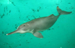 4-delfin-baiji-10-especies-extintas-en-este-siglo