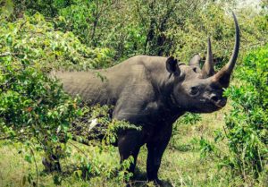 8-rinoceronte-negro-del-oeste-10-especies-extintas-en-este-siglo