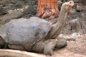 9-tortuga-de-la-isla-pinta-10-especies-extintas-en-este-siglo