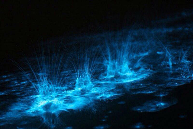 holvox-bioluminiscencia