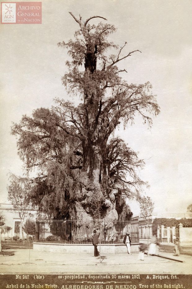 arbol-noche-triste-1901