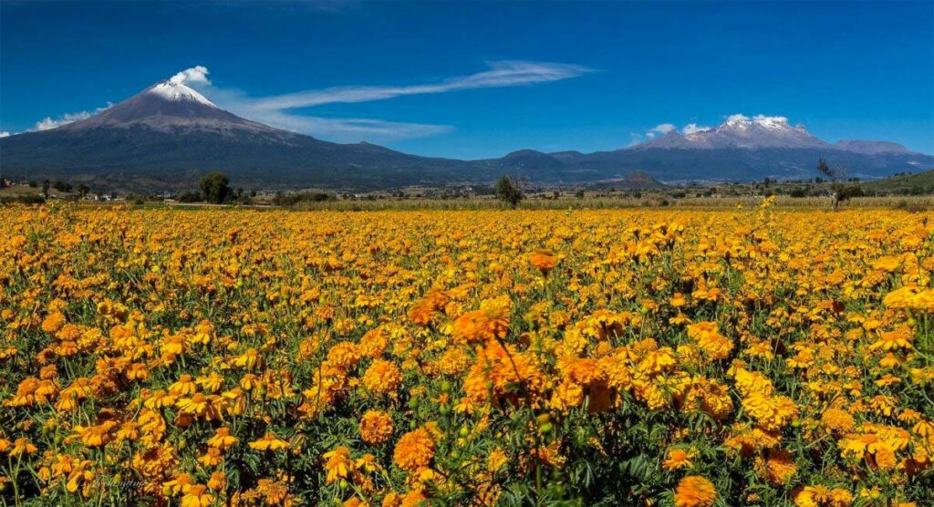 leyenda-flor-de-cempasuchil-historia-tragica-de-amor