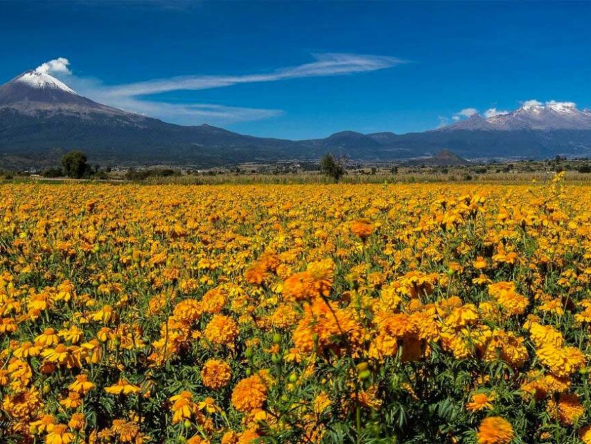 leyenda-flor-de-cempasuchil-historia-tragica-de-amor