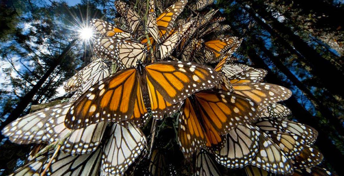 quetzalpapalot-mariposa-monarca